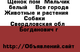 Щенок пом. Мальчик белый  - Все города Животные и растения » Собаки   . Свердловская обл.,Богданович г.